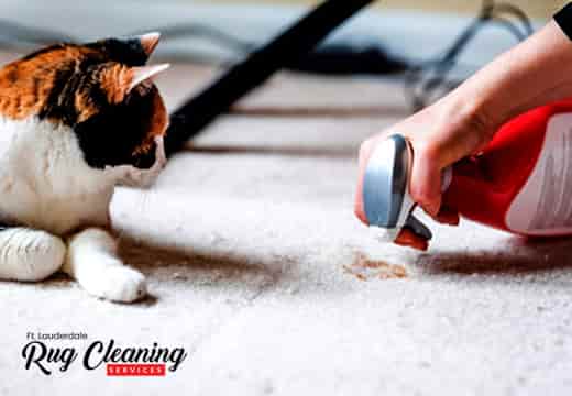 Pet Stain Removal Service Company