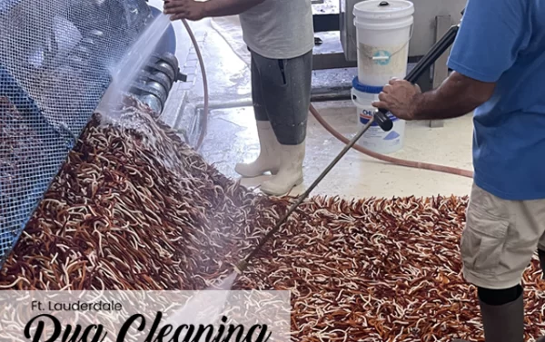 Oriental Rug Cleaning Service